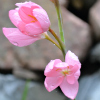 Schizostylis Jennifer - Abriachan Nurseries